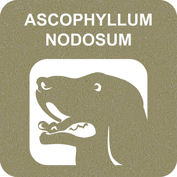 100% SNACK RELLENABLES -  TOOTHBRUSH ASCOPHILLUM
