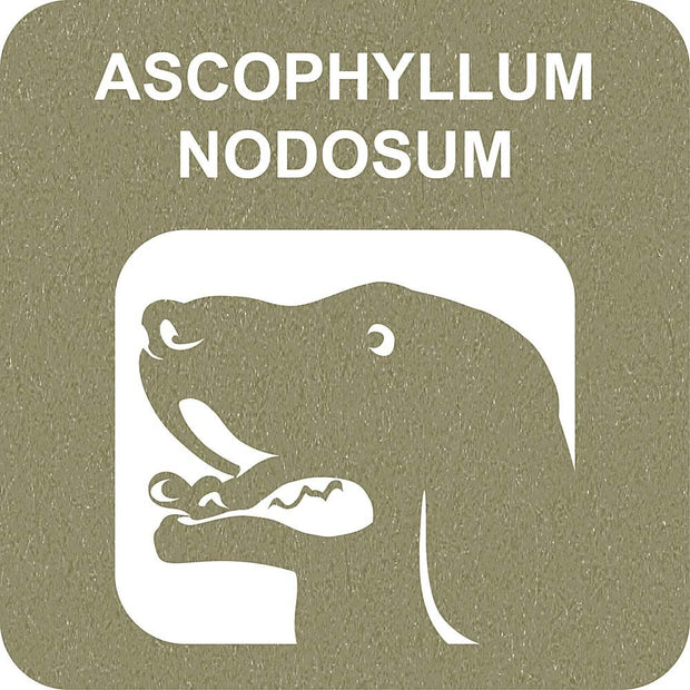 100% SNACK FILLABLE -  TOOTHBRUSH ASCOPHILLUM