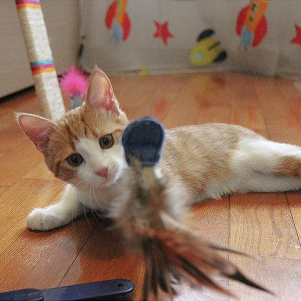 猛禽电动猫玩具