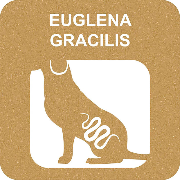 100% SNACK FILLABLE - BONE EUGLENA